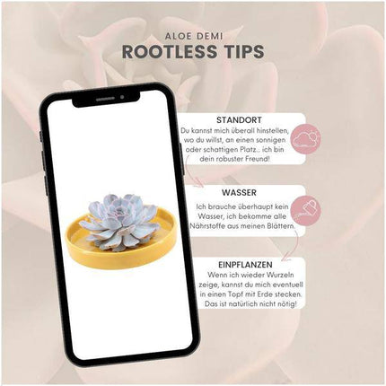 Sukkulente – Echeveria lilacina ROOTLESS – Ø20cm Schale „Gelb“ – Zimmerpflanze ohne Wurzeln – Pflegeleichte Schnitt-Sukkulente als Tischdeko & Geschenkidee