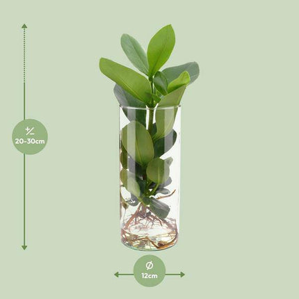 Clusia im Zylinderglas – Ø12cm x ↕30cm – Hydroponische Pflanze im Glas – Pflegeleichte Dekopflanze für Wohnzimmer, Büro & Wintergarten – Geschenkidee mit modernem Design