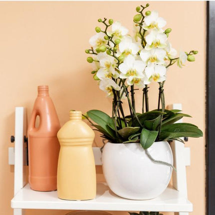 Blumentopf Bowl – Weiß – Keramik – Ziertopf Ø9cm – Handgefertigter Übertopf mit Wellenrand – Für Zimmerpflanzen & Sukkulenten