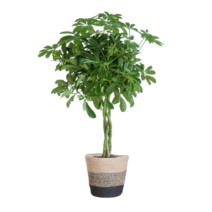 Schefflera Arb Nora – Birkenfeige – Zimmerpflanze + Korb Lissabon Schwarz – ↕70cm – Ø21cm – Handförmige Blätter – Kletterpflanze für Innenräume – Pflegeleicht & dekorativ