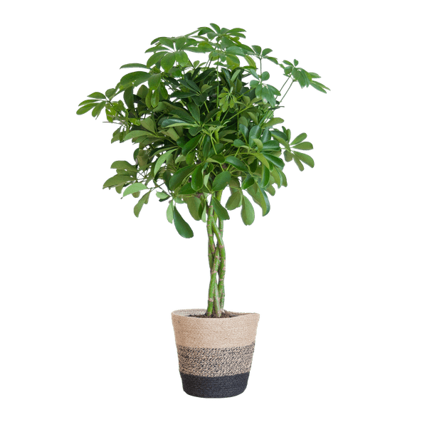 Schefflera Arb Nora – Birkenfeige – Zimmerpflanze + Korb Lissabon Schwarz – ↕70cm – Ø21cm – Handförmige Blätter – Kletterpflanze für Innenräume – Pflegeleicht & dekorativ