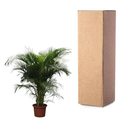 Goldfruchtpalme Dypsis Lutescens – Areca-Palme – 230cm hoch – Ø40cm – Große tropische Zimmerpflanze mit federartigen Blättern – Pflegeleicht & dekorativ – Für Wohnzimmer, Büro & Innenräume