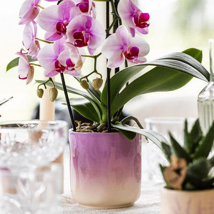 Gradience Übertopf Rosa – Ø6cm – Blumentopf mit Farbverlauf – Glänzender Keramiktopf für Sukkulenten & Mini – Orchideen