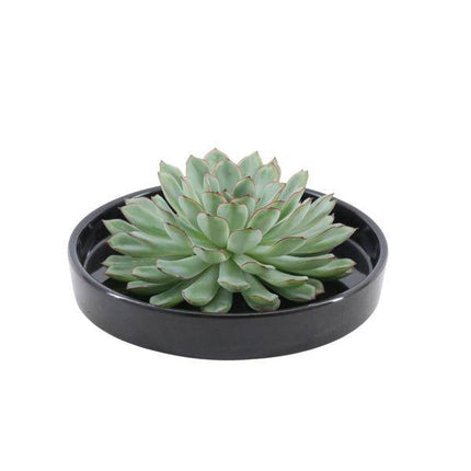 Sukkulente – Echeveria pulidonis ROOTLESS – Ø20cm Schale Schwarz – Zimmerpflanze ohne Wurzeln – Pflegeleichte Schnitt-Sukkulente als Tischdeko & Geschenk