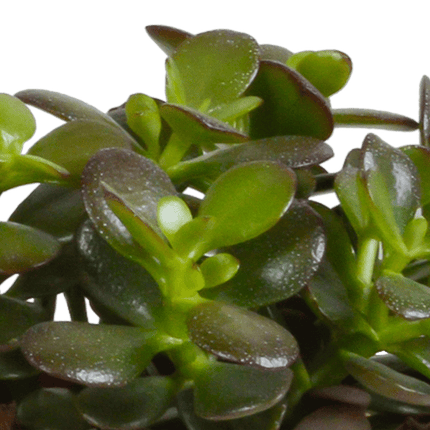 Crassula Mix – Dickblatt 3 Pflanzen– Ø10,5cm Zimmerpflanzen im Terrakotta-Topf – Verschiedene Sukkulenten im mediterranen Tontopf – Pflegeleichte Pflanzen für Fensterbank, Büro & Wohnzimmer