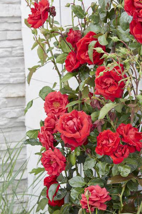 Rose – Crazy in Love 'Rot' – 3 Pflanzen – Ø15cm – Höhe ca. 65cm – Duftende & reich blühende Gartenrose – Romantische Rosenpflanzen für Beet, Terrasse & Balkon