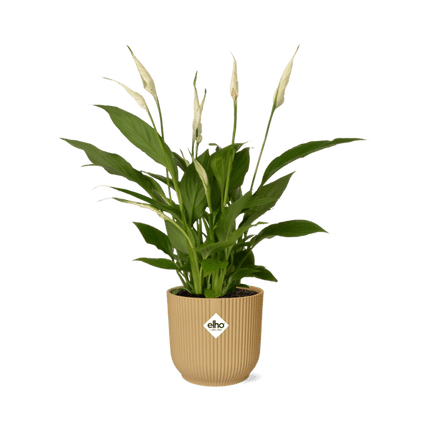 Einblatt – Spathiphyllum Torelli – elegante Zimmerpflanze mit weißen Blüten – inkl. Topf Vibes Fold 14cm Gelb – luftreinigend & pflegeleicht