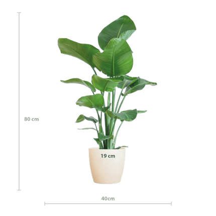 Strelitzia Nicolai – Baum-Strelitzie – Zimmerpflanze – 80 cm – Ø21 cm – inkl. Topf Viber Weiß – Große Blätter, tropisches Flair, pflegeleicht