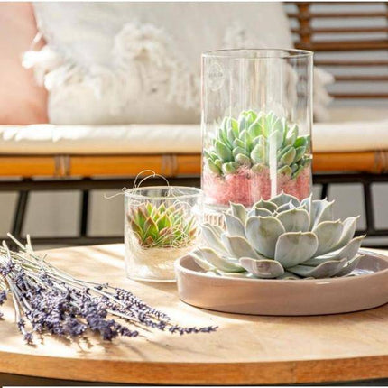 Sukkulente – Echeveria lilacina ROOTLESS – Ø20cm Schale Weiß – Zimmerpflanze ohne Wurzeln – Pflegeleichte Schnitt-Sukkulente als Tischdeko & Geschenk