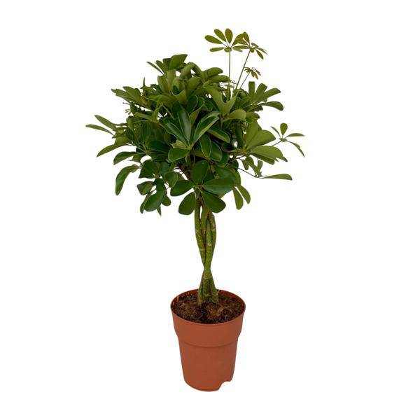 Strahlenaralie Schefflera Compacta Zimmerpflanze Ø19cm ↕80cm – pflegeleichte Grünpflanze für Wohnzimmer, Büro & helle Standorte kaufen