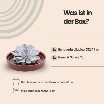 Sukkulente – Echeveria lilacina ROOTLESS – Ø20cm Schale „Rot“ – Zimmerpflanze ohne Wurzeln – Pflegeleichte Schnitt-Sukkulente als Tischdeko & Geschenkidee
