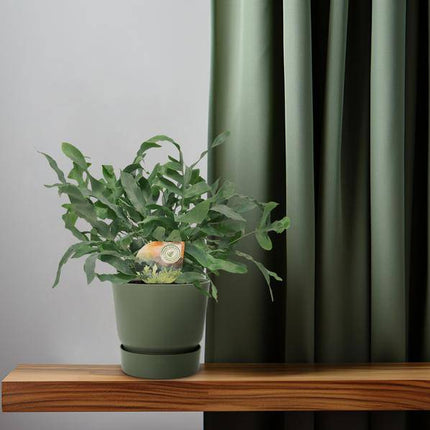 Tüpfelfarn – Phlebodium Blue Star – Ø12cm – 35cm hoch – Zimmerpflanze – Dekorativ & Robust