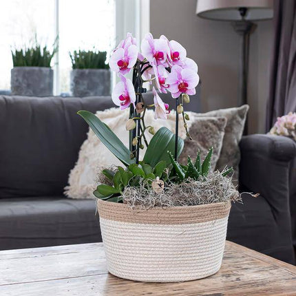 Rosa Phalaenopsis Orchidee – Niagara Fall – Ø12cm – Höhe 55–60cm – Blühende Zimmerpflanze mit großen rosa Blüten – Elegante Orchidee als Geschenk & Deko – Direkt aus der Gärtnerei