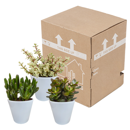 Crassula Mix – Dickblatt 3 Pflanzen Ø8,5cm Zimmerpflanzen im weißen Glas – Verschiedene Sukkulenten im modernen Übertopf – Pflegeleichte Mini-Bäume für Fensterbank, Büro & Wohnzimmer