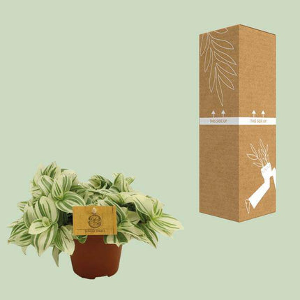 Dreimasterblume – Tradescantia Brightness – Zimmerpflanze – Ø12cm – ↕20cm – Pflegeleichte & dekorative Grünpflanze mit V – förmigen Blättern