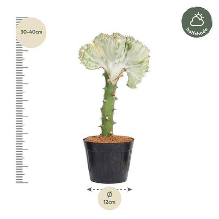 Euphorbia lactea Cristata Weiß – Korallen-Wolfsmilch – Zimmerpflanze ca. 35cm – ø12cm – Exotische Sukkulente in Korallenform – Pflegeleichte Kaktuspflanze für sonnige Standorte