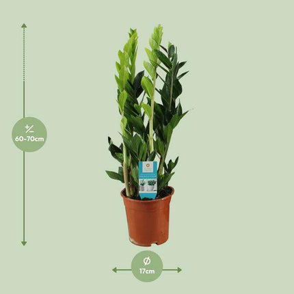 Glücksfeder – Zamioculcas Zamiifolia – Zimmerpflanze – Ø17cm – ca. 65cm hoch – pflegeleichte grüne Pflanze für Wohnung & Büro