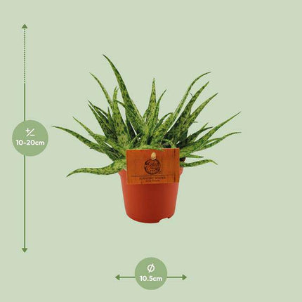 Sukkulente – Aloe Spider – Zimmerpflanze – Ø10,5cm – ↕15cm – Pflegeleichte Grünpflanze mit dekorativen stacheligen Blättern – Ideal für sonnige Standorte