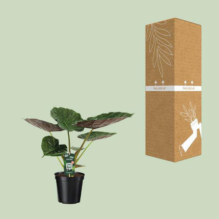 Alocasia Wentii – Elefantenohr – Ø19cm x H70cm – Tropische Zimmerpflanze mit pfeilförmigem Laub – Pflegeleicht & luftreinigend – Für Halbschatten