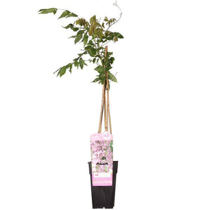 Rosa Blauregen – Wisteria floribunda ‘Rosea’ – Ø15cm – ca. 65cm hoch – Exklusive & winterharte Kletterpflanze mit langen rosa Blütentrauben – Für Pergola, Zaun & Fassade