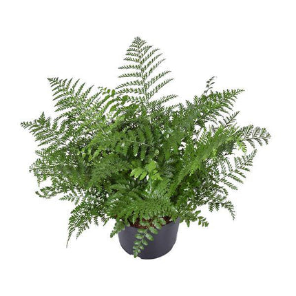 Nestfarn – Asplenium Parvati – Zimmerpflanze – Ø23cm – 55cm hoch – pflegeleichte Grünpflanze für Innenräume – dekorativer Farn für Wohnzimmer & Büro