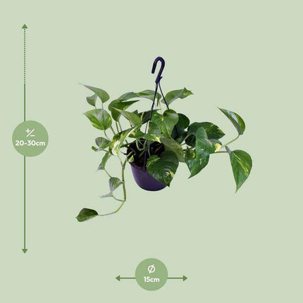 Gefleckte Efeutute Scindapsus Pictus Trebie – Ø15cm – ↕30cm – Dekorative & pflegeleichte Zimmerpflanze – Luftreinigende Rankpflanze für Wohnzimmer & Büro