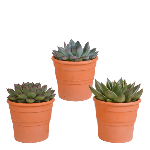 Echeveria Mix – Steinrose 3 Pflanzen – Ø10,5cm Zimmerpflanzen im Terrakotta-Topf – Verschiedene Sukkulenten im mediterranen Tontopf – Pflegeleichte Pflanzen für Fensterbank, Büro & Wohnzimmer