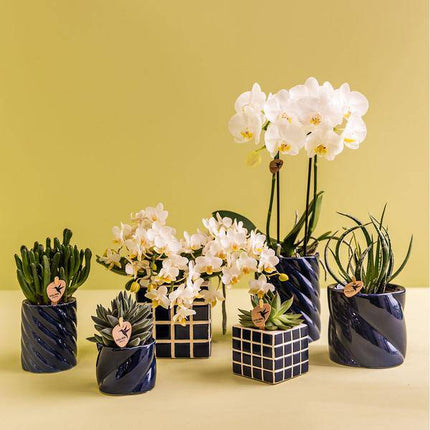 Candy Dekotopf – Hoch – Blau – Ø6cm – Keramik Übertopf in Pastellblau – Stilvoller Blumentopf für Mini – Orchideen & Zimmerpflanzen – Pflanzentopf