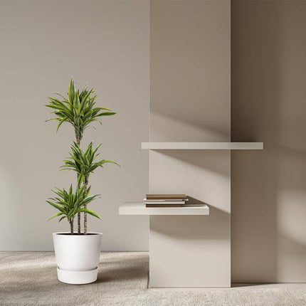 Drachenbaum Zimmerpflanze Ø24cm ↕140cm – pflegeleichte Grünpflanze für Wohnzimmer, Büro & helle Standorte kaufen