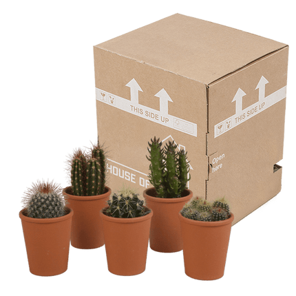 Kakteen Mix – 5 Pflanzen– Ø5,5cm Zimmerpflanzen im Terrakotta-Topf – Verschiedene Mini-Kakteen – Pflegeleichte Sukkulenten für Fensterbank, Büro & Wohnzimmer