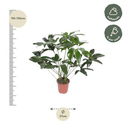 Baumfreund – Philodendron Green Wonder – Zimmerpflanze – 120cm – Ø27cm – tropische Kletterpflanze mit großen herzförmigen Blättern