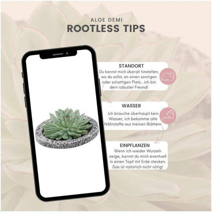 Sukkulente – Echeveria pulidonis Rootless – Ø20cm Schale „Concrete“ – Zimmerpflanze ohne Wurzeln – Pflegeleichte Schnitt-Sukkulente als Deko für Zuhause & Feste