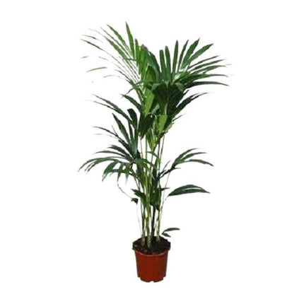Kentia-Palme (Howea forsteriana) – Zimmerpflanze – Ø22cm – 120 cm hoch – Luftreinigend & Pflegeleicht