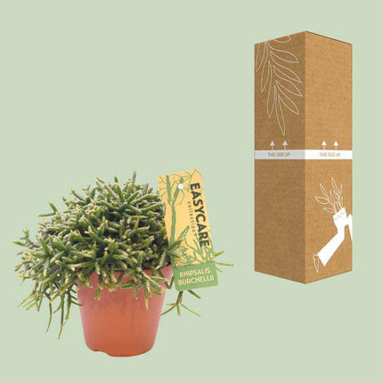 Korallenkaktus Rhipsalis Burchellii – Ø12cm – ↕20cm – Pflegeleichte Zimmerpflanze mit hängenden Trieben – Exotischer Mistelkaktus für Wohnzimmer, Büro & Wintergarten