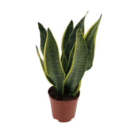 Bogenhanf – Sansevieria Superba – Zimmerpflanze – Ø12cm x ↕40cm – Pflegeleichte Grünpflanze für Innenräume – Luftreinigende Dekopflanze