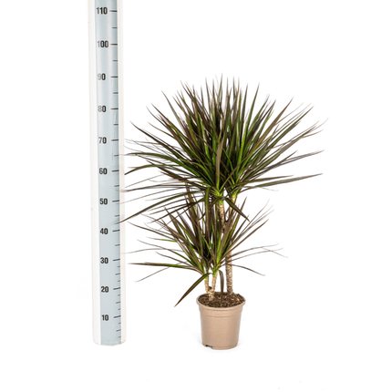 Dracaena Marginata Magenta – Drachenbaum – Zimmerpflanze – Ø17cm – ↕50-70cm – Pflegeleichte Grünpflanze mit roten Blatträndern