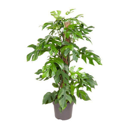 Fensterblatt Monstera Minima – Ø19cm – ↕80cm – Pflegeleichte Zimmerpflanze mit dekorativen Blättern
