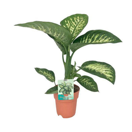 Dieffenbachia seguine Tropic Snow – Zimmerpflanze – Ø19cm – ↕70cm – immergrüne Blattschmuckpflanze mit gemusterten Blättern – pflegeleicht & luftreinigend