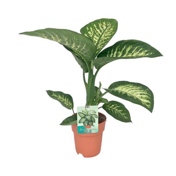 Dieffenbachia seguine Tropic Snow – Zimmerpflanze – Ø19cm – ↕70cm – immergrüne Blattschmuckpflanze mit gemusterten Blättern – pflegeleicht & luftreinigend