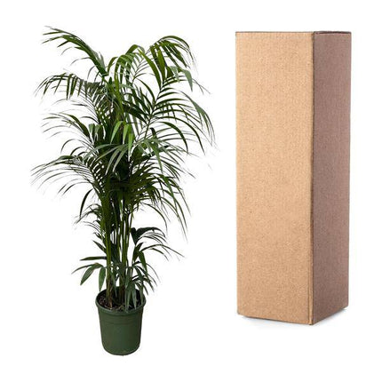 Kentia-Palme – Howea forsteriana – Zimmerpflanze 230cm – Ø38cm – Exklusive XXL-Palme mit eleganten Wedeln – Tropische Kübelpflanze für Wohnzimmer, Büro & Wintergarten – Pflegeleicht