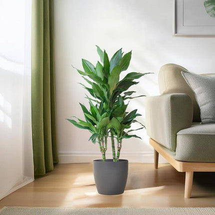 Dracaena Janet Lind 95cm – Drachenbaum Zimmerpflanze Ø21cm – pflegeleichte grüne Pflanze mit Viber Topf Grau – luftreinigende Pflanze für Wohnzimmer & Büro