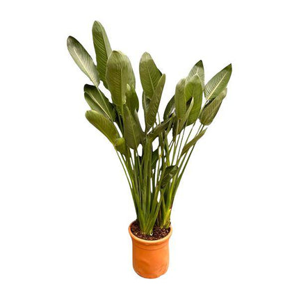 Strelitzia Reginae – Paradiesvogelblume – Zimmerpflanze 180cm – Ø50cm – Exotische Kübelpflanze mit orangefarbenen Blüten – Tropische Pflanze für Innen & Außen – Pflegeleicht