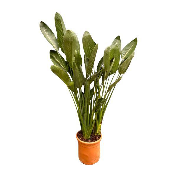 Strelitzia Reginae – Paradiesvogelblume – Zimmerpflanze 180cm – Ø50cm – Exotische Kübelpflanze mit orangefarbenen Blüten – Tropische Pflanze für Innen & Außen – Pflegeleicht