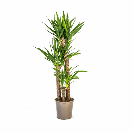 Yucca Elephantipes – Riesen-Palmlilie – Zimmerpflanze Ø24cm ↕120-140cm – Robust & pflegeleicht – Schwertförmige Blätter – Modernes Design