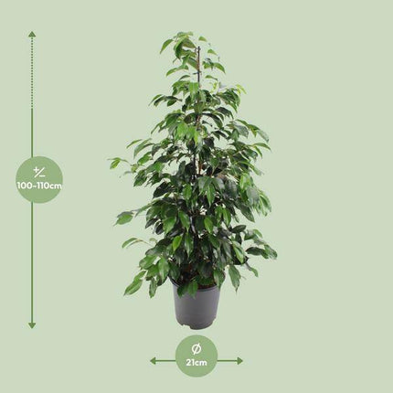 Birkenfeige – Ficus benjamina Danielle – Ø21cm – ca. 95–105cm hoch – Zimmerpflanze mit glänzend grünen Blättern – Pflegeleichte & luftreinigende Grünpflanze