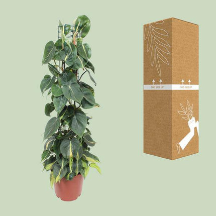 Philodendron Scandens Brasil – Baumfreund – Zimmerpflanze – Ø24cm – ↕120cm – Herzblattpflanze mit grün-gelben Blättern – pflegeleicht & luftreinigend – tropische Hängepflanze für Zuhause & Büro