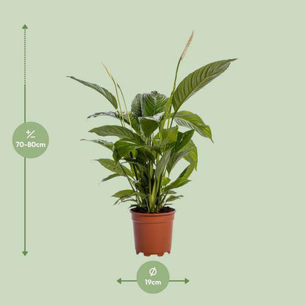 Einblatt – Spathiphyllum Bingo Cupido – Zimmerpflanze – Ø19cm – ↕80cm – Friedenslilie mit weißen Blüten – Pflegeleichte & luftreinigende Grünpflanze