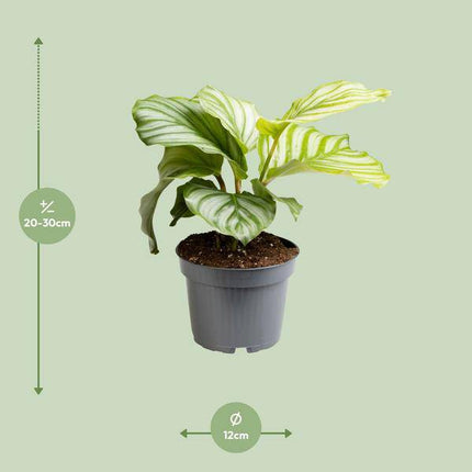Korbmarante – Calathea Orbifolia – Zimmerpflanze – Ø12cm  – ca. 25cm hoch – dekorative Grünpflanze mit einzigartigen Blattmustern – pflegeleicht für Wohnung & Büro