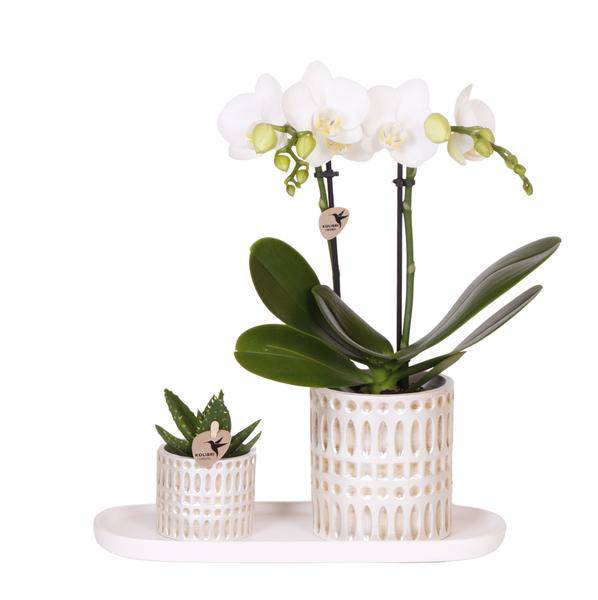 Pflanzenset Weiße Phalaenopsis Orchidee Amabilis & Sukkulente – Keramiktöpfe Mosaik – Auf cremefarbenem organischem Tablett – Elegante Deko für Wohnraum & Büro