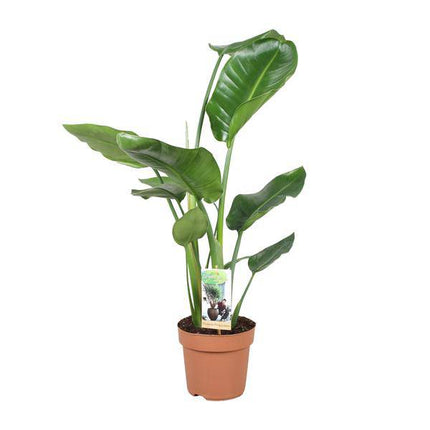 Baum – Strelitzie – Strelitzia Nicolai – Riesenweiße Paradiesvogelblume – tropische Zimmerpflanze – pflegeleicht & dekorativ – Ø17cm – ca. 60cm hoch